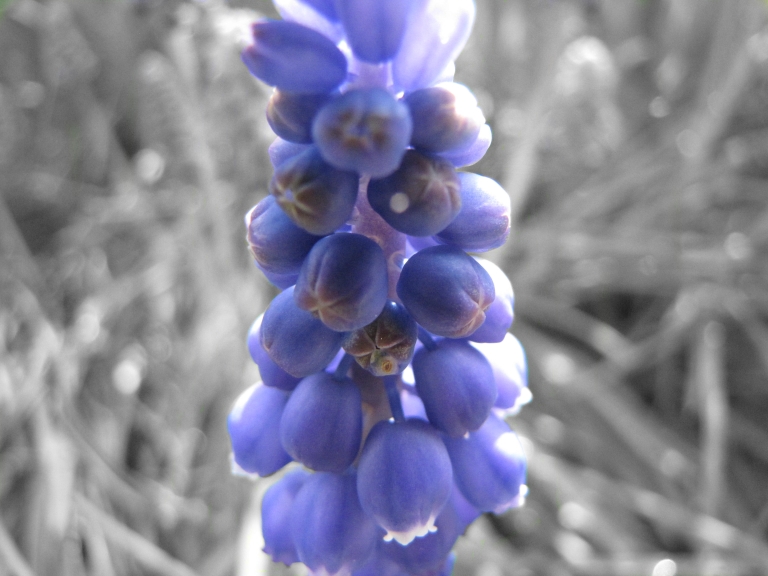 My Second Favourite Purple Flower (Lavenders #1)